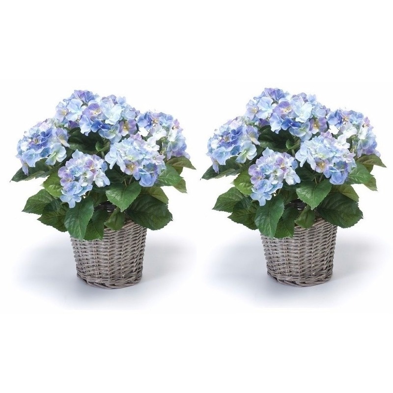 2x Blauwe Hortensia plant in mand 45 cm
