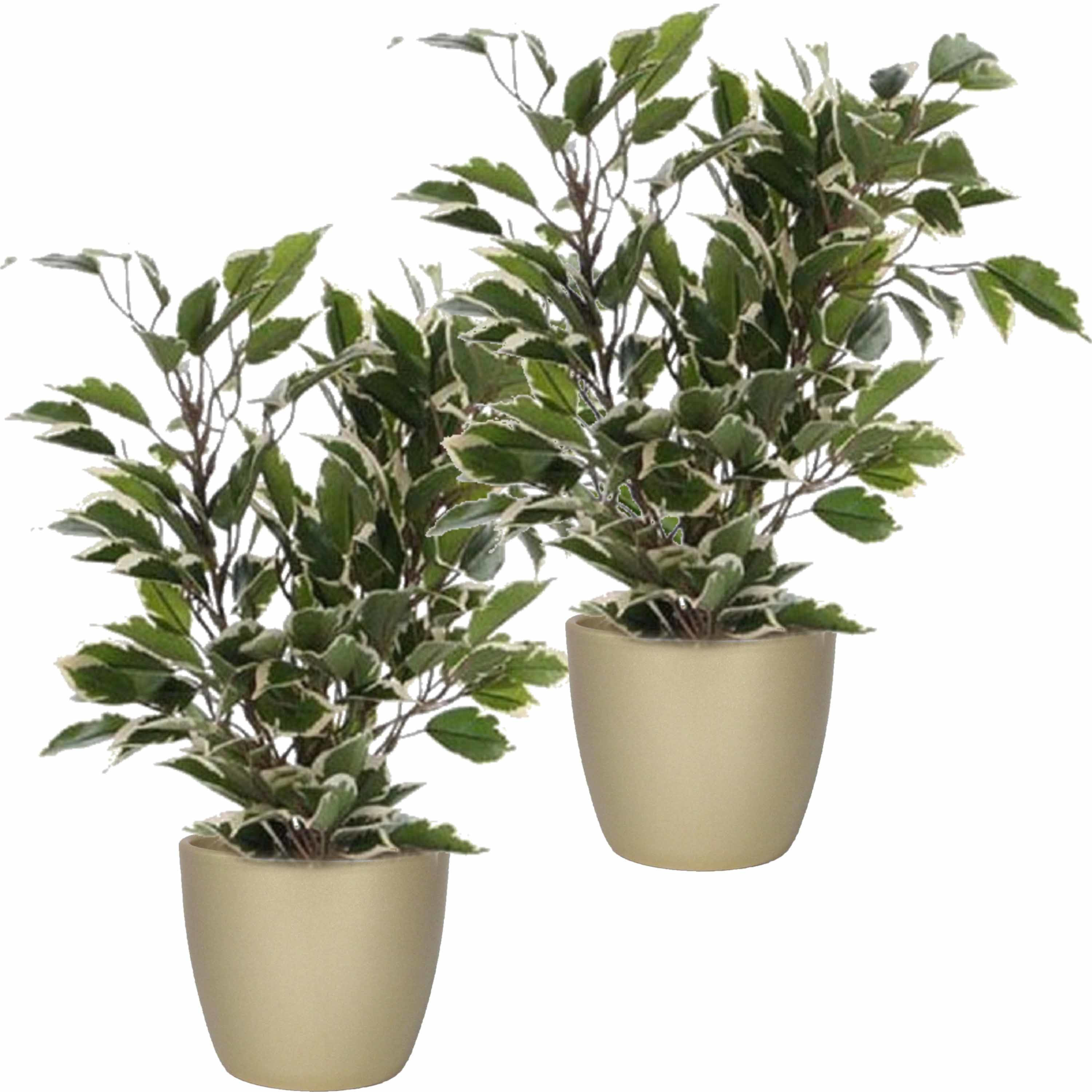 2x stuks groen-witte ficus kunstplanten 40 cm met plantenpot parelgoud D13.5 en H12.5 cm