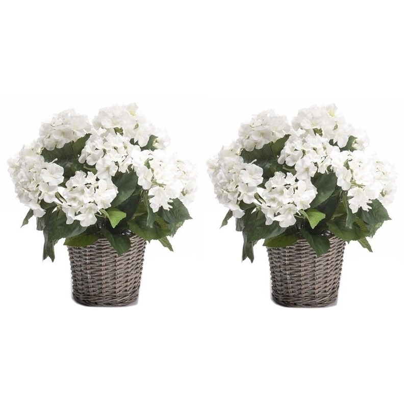 2x Witte Hortensia plant in mand 45 cm