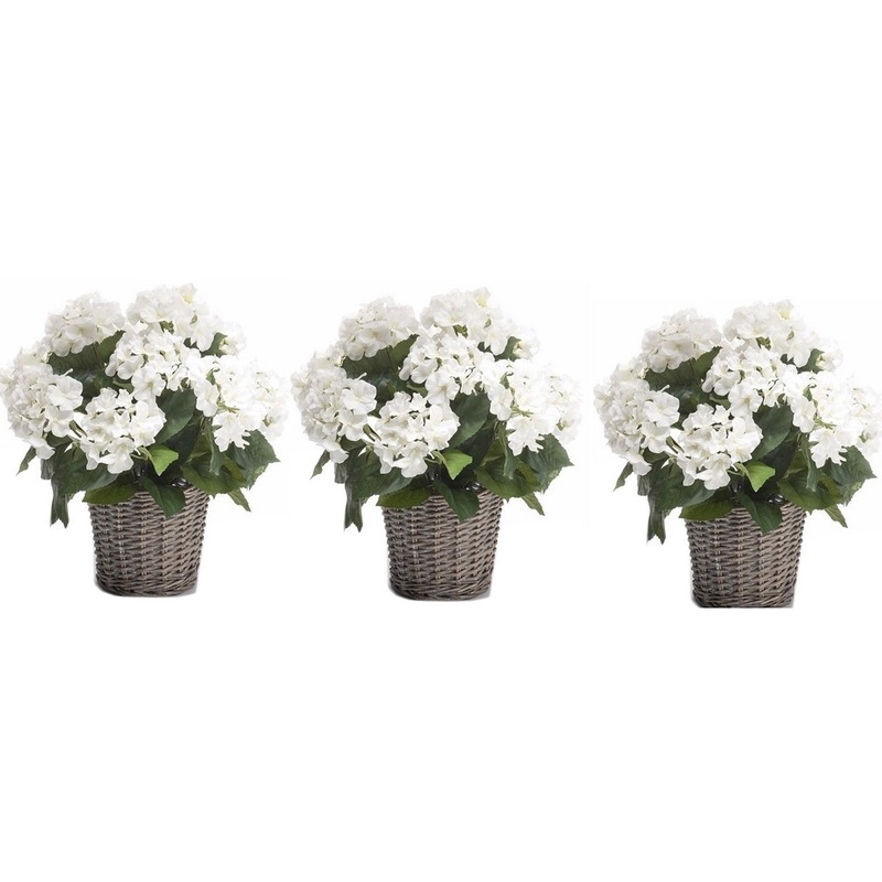3x Witte Hortensia plant in mand 45 cm