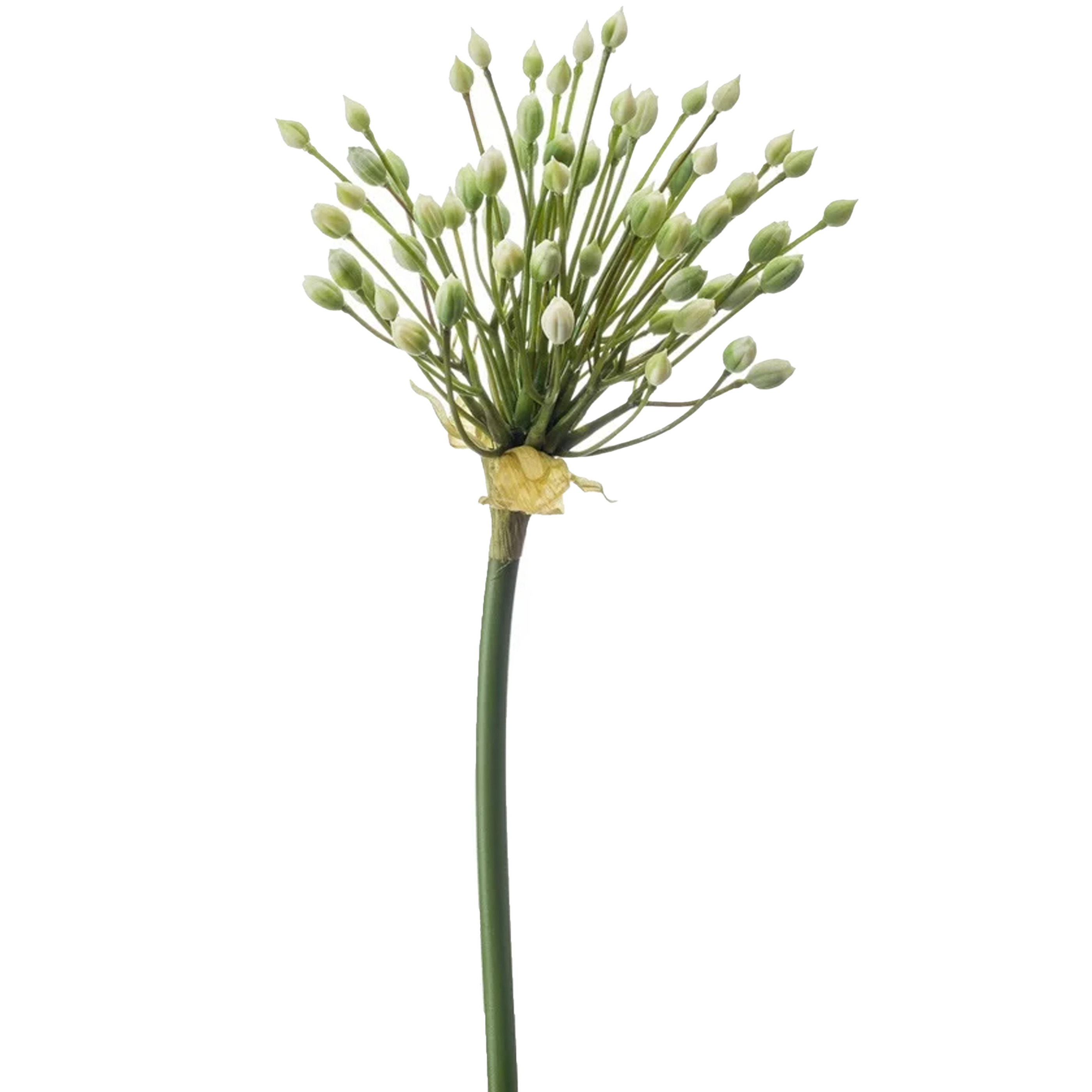 Emerald Allium-Sierui kunstbloem losse steel creme 70 cm Natuurlijke uitstraling