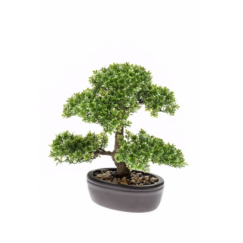 Ficus Mini Bonsai kamerplanten 32 cm