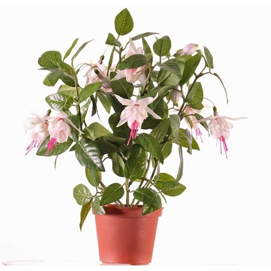 Fuchsia plant in potje 30 cm roze