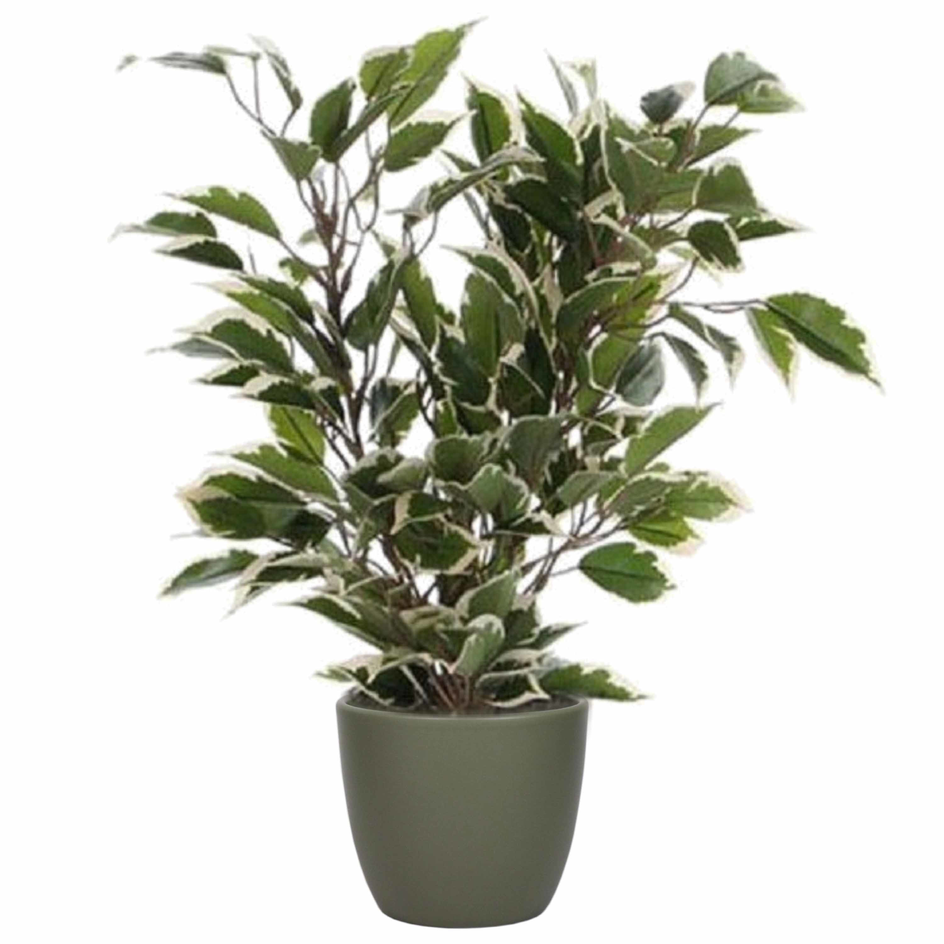Groen-witte ficus kunstplant 40 cm met plantenpot dennengroen D13.5 en H12.5 cm