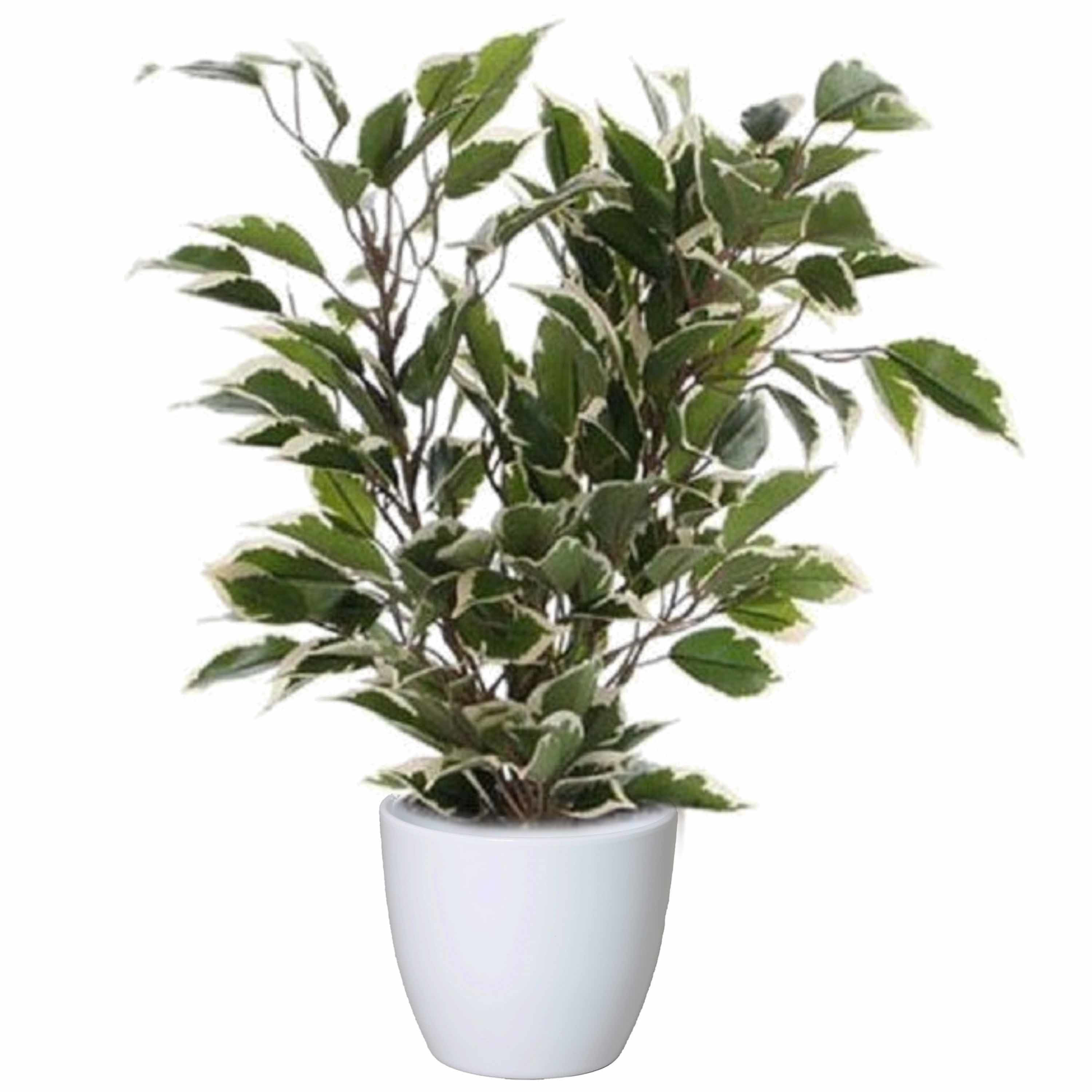 Groen-witte ficus kunstplant 40 cm met plantenpot glanzend wit D13.5 en H12.5 cm