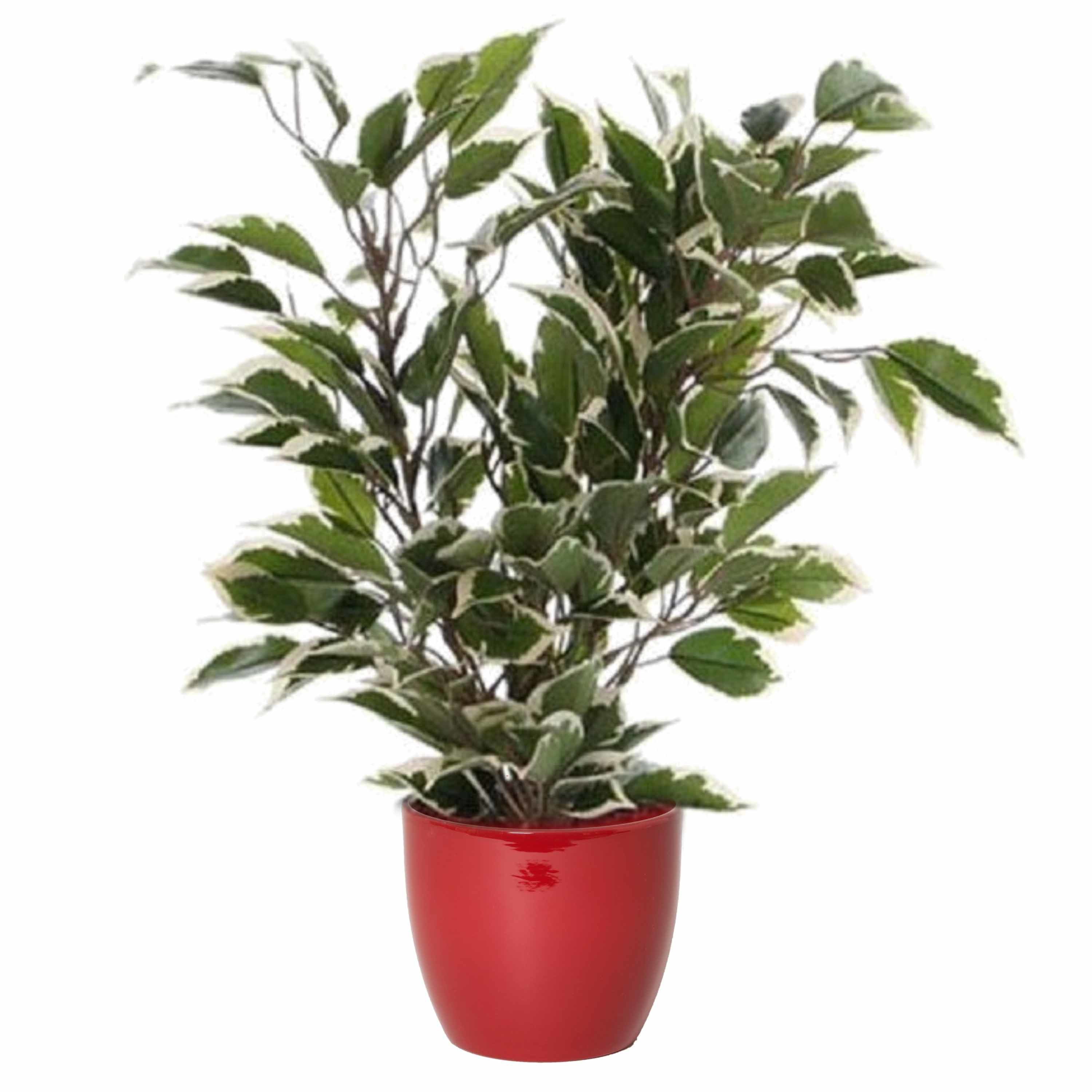 Groen-witte ficus kunstplant 40 cm met plantenpot wijnrood D13.5 en H12.5 cm