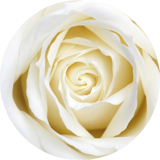 Onderzetters-Bierviltjes bloemen witte roos 10x stuks