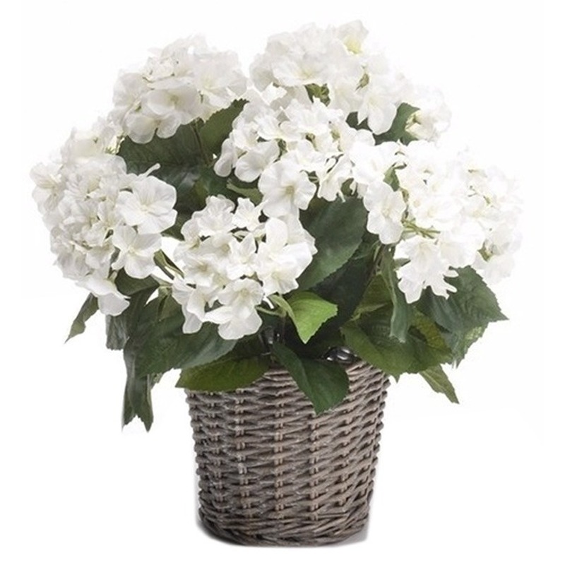 Witte Hortensia plant in mand 45 cm