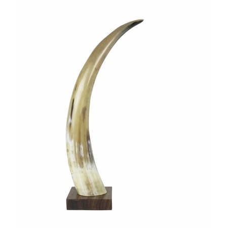 Cow horn 45 cm